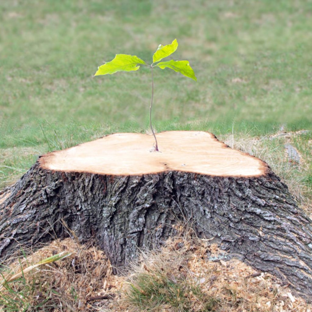 destoconado de arboles