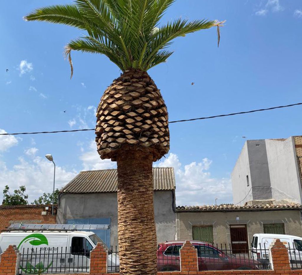 poda de palmeras poda de palmeras