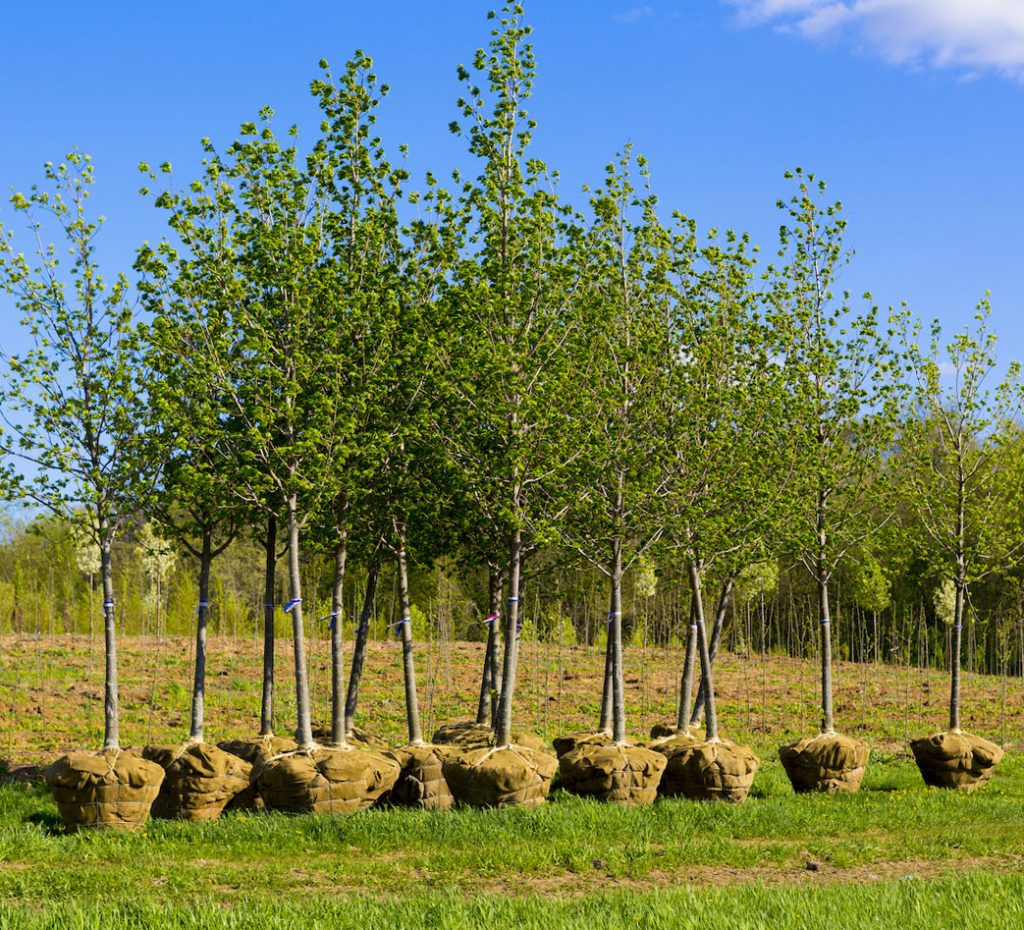 suministro de arboles plantas y arbustos suministro de arboles plantas y arbustos