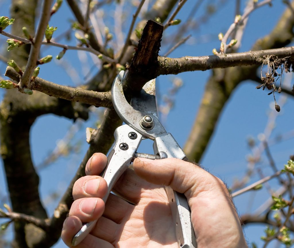 poda de arboles en seseña Corte de una rama con tijeras de podar