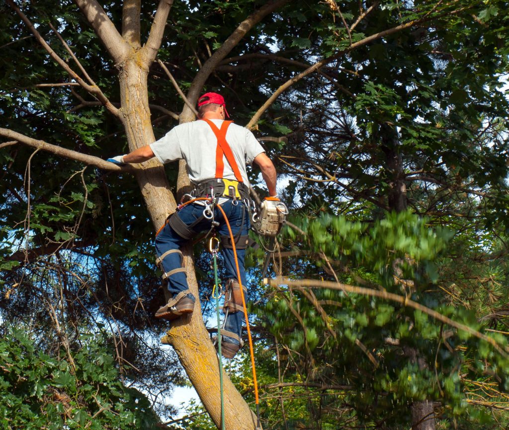 poda de arboles en seseña Podador trabajando con cuerdas en la copa