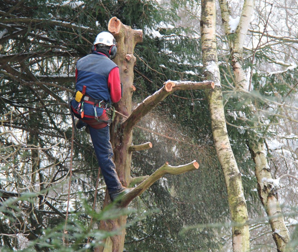 poda de arboles las rozas Podador con arnés cortando ramas
