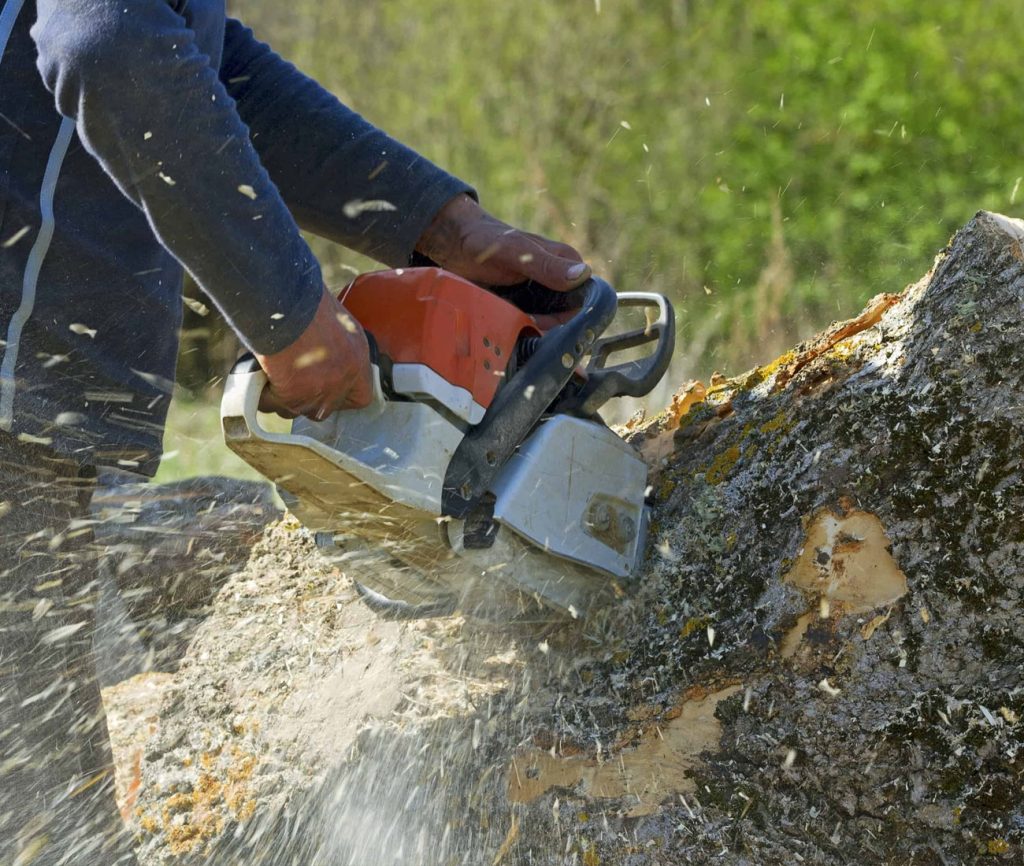 Corte de un tronco con motosierra