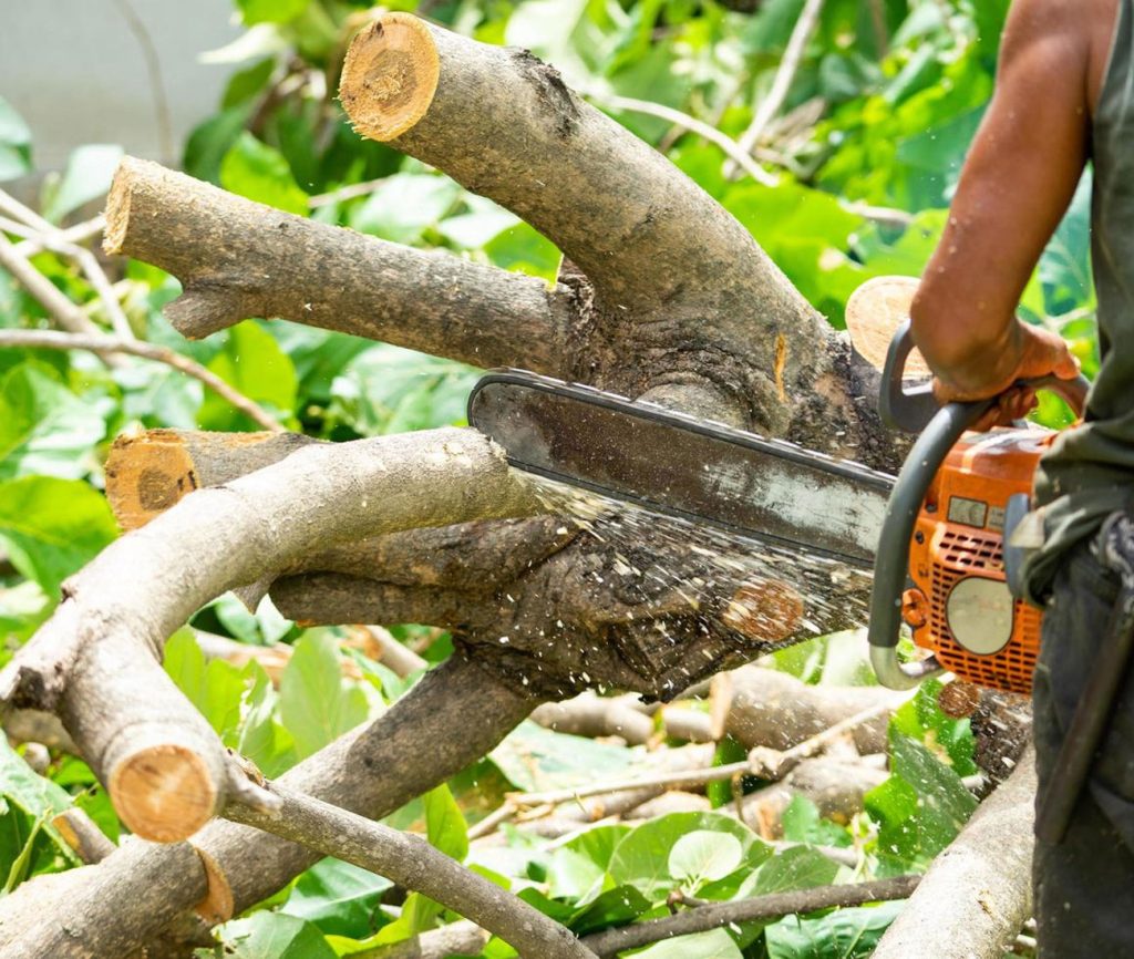 tala de arboles Corte de ramas gruesas con motosierra