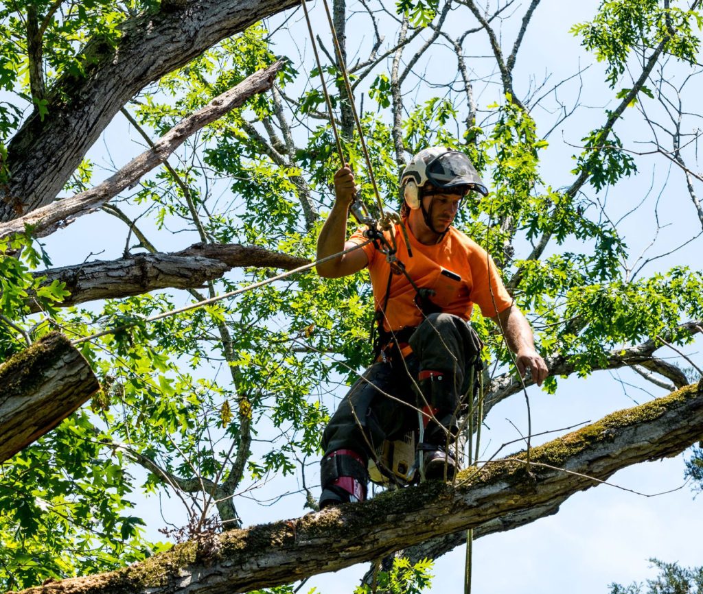 tala de arboles Podador con casco subido a una rama
