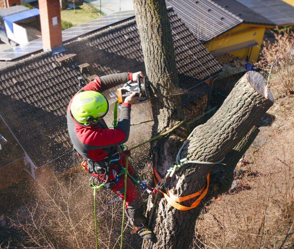 Podador cortando un árbol junto a un tejado