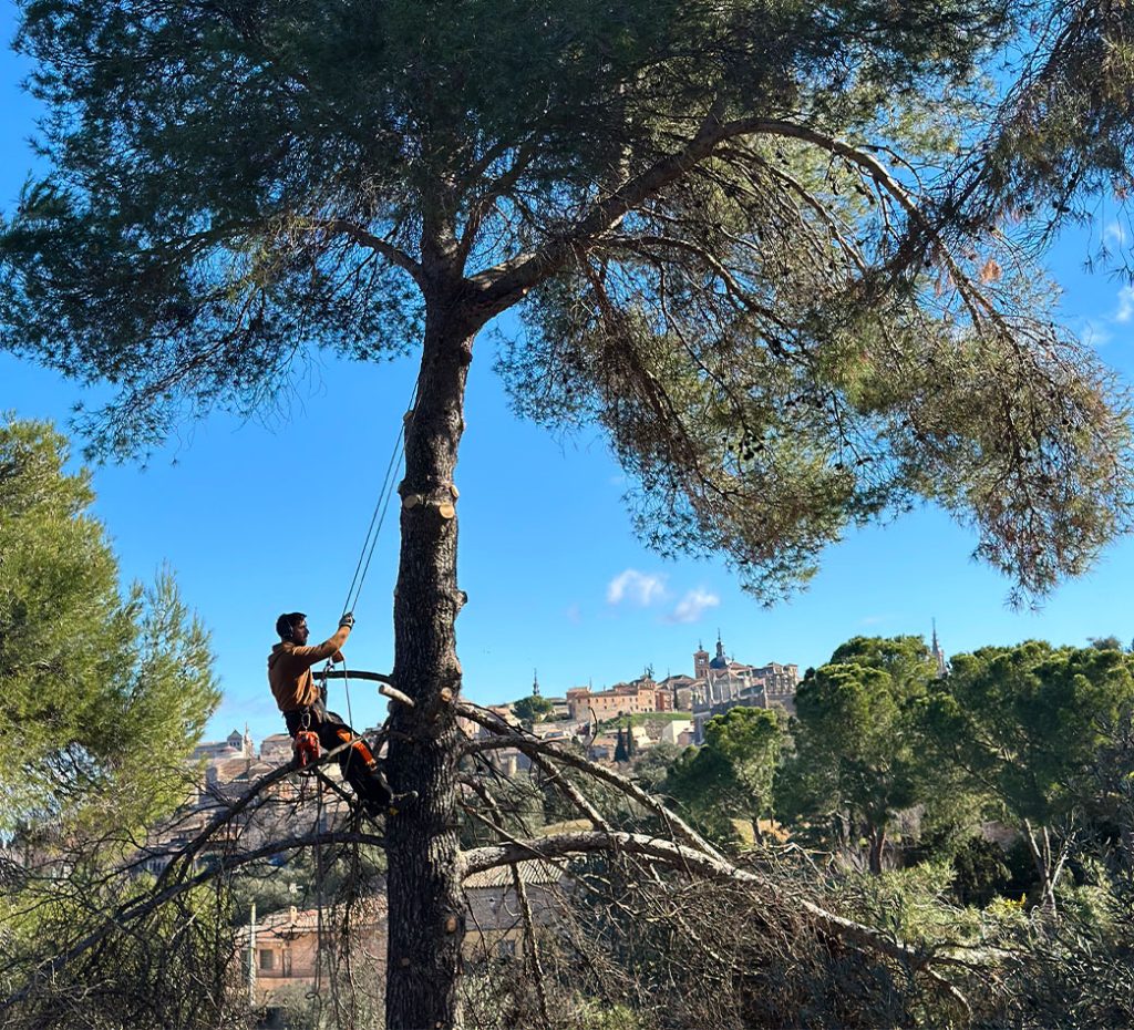 Tala de árboles Tala de árboles