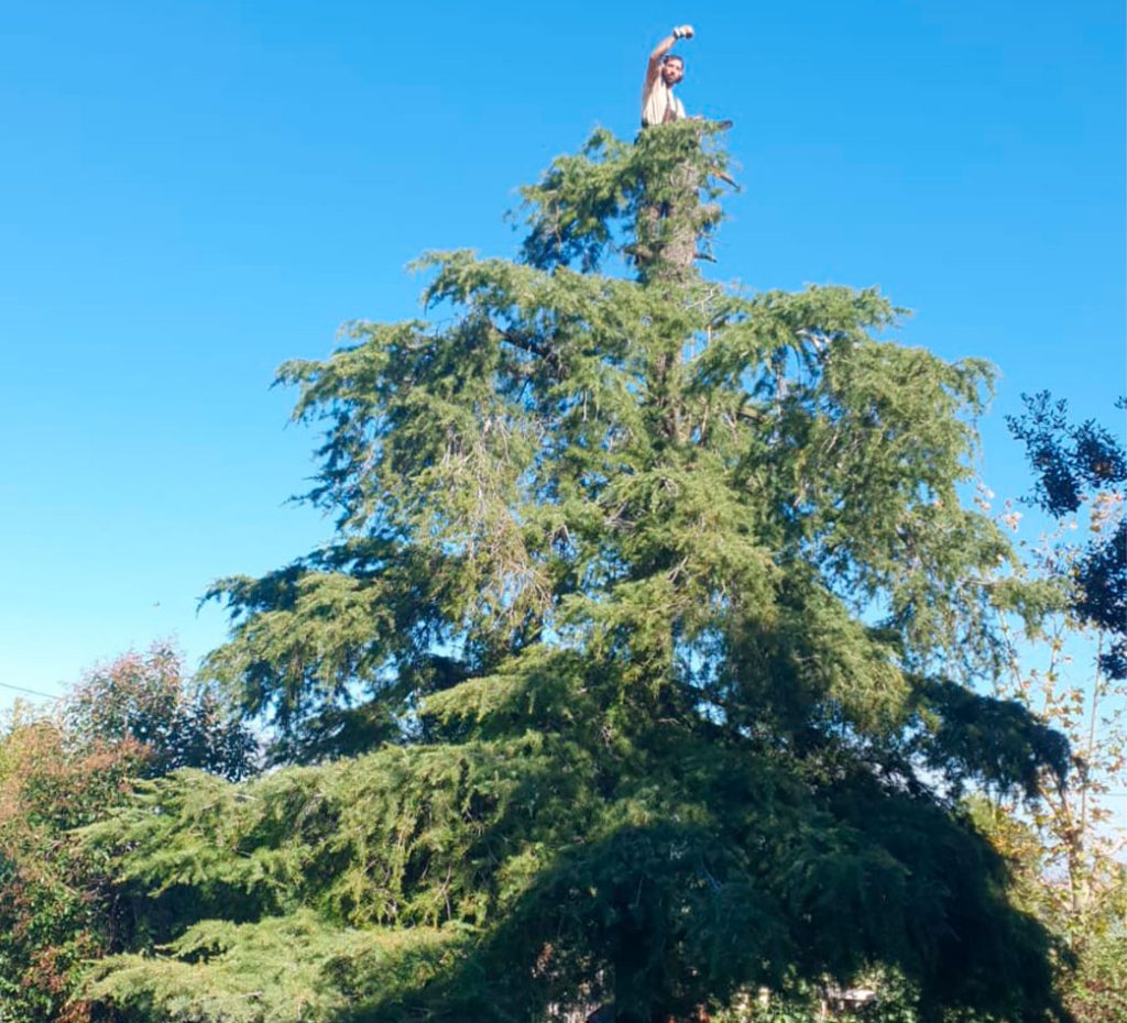 Tala de árboles Tala de árboles