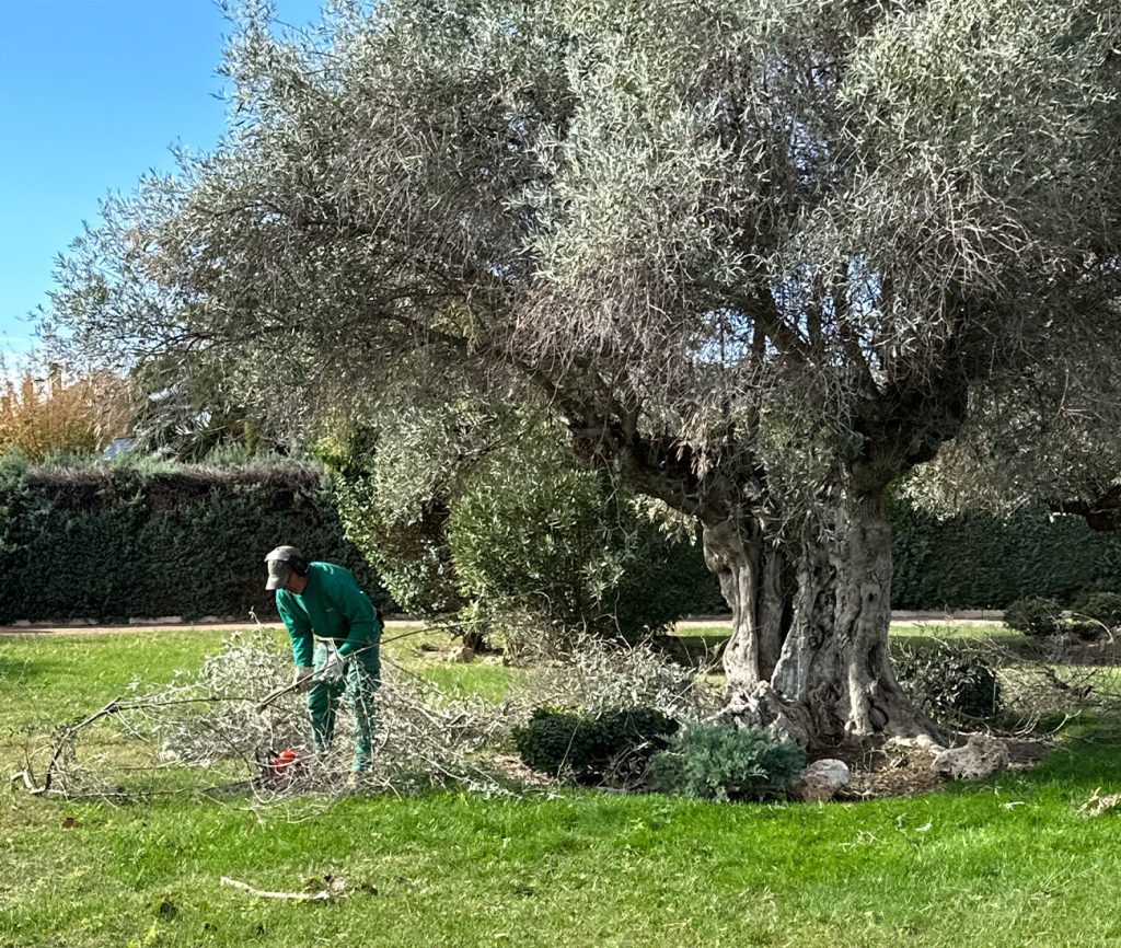 Tala de árboles